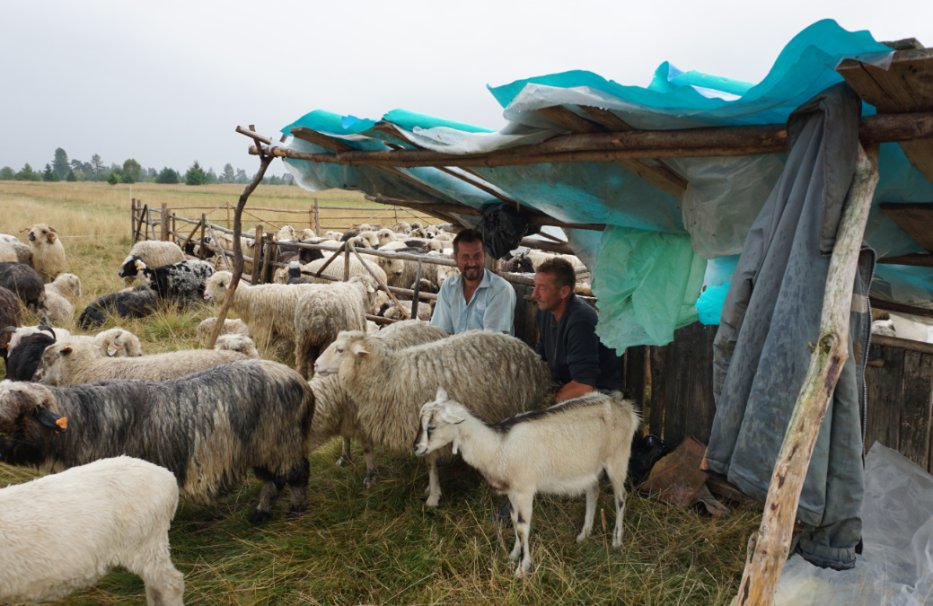 Fotografia przedstawia bacę Jana Hyrczyka wraz z juhasem na polanach wypasowych w Baligówce, na Podhalu. Baca wraz z juhasem siedzą w strundze przy koszarze i doi owce.