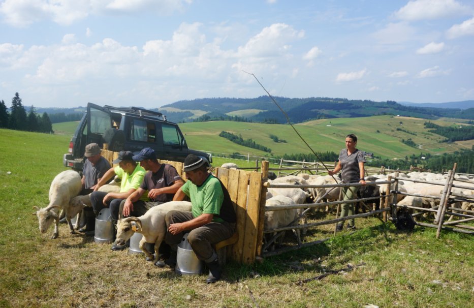 Fotografia przedstawia codzienne dojenie owiec podczas sezonu wypasowego 2024 roku na szałasie bacy Jana Wilczka Konopki w Kacwinie na Spiszu.