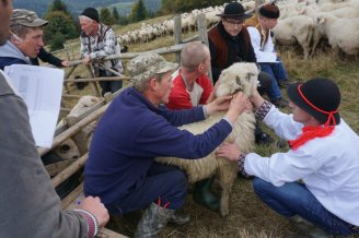 Fotografia przedstawia tradycyjny jesienny osod odbywający się w koszarze, przy szałasie na Ochodzitej, organizowany przez bacę Piotra Kohuta w dniu św. Michała (29 września). Baca wraz z juhasami i gazdami przybywającymi po swoje owce oddane Piotrowi Kohutowi na cały sezon wypasowy, są liczone, rozdzielne i oddawane gazdom. Elementem zwyczaju jest przypijanie, czyli częstowanie wódką gazdów przez bacę, na znak szczęśliwego zakończenia wypasu.