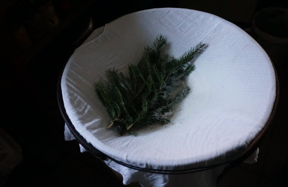 Pasterze zlali mleko z wiader do kilkudziesięciolitrowej drewnianej puciery. Mleko przecedzone zostało przez bawełnianą szmatkę zwaną satą (szatą), czyli płótno służące do cedzenia mleka i zawieszania serów do ocieknięcia. Na szacie umieszczono tzw. cetynkę, zwaną też jedliną, czyli ścięte gałązki iglastych drzew.