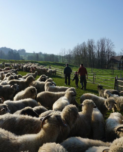 Zwyczaje pasterskie