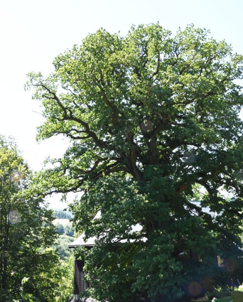 Bieszczadzkie fenomeny. Dziedzictwo przyrodnicze w miejscach pamięci. Archiwum